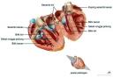 Anatomi Tubuh Manusia Jantung.thumbnail