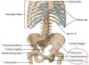 Anatomi Tubuh Manusia Kerangka-dada.thumbnail