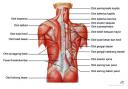 Anatomi Tubuh Manusia Otot-punggung.thumbnail