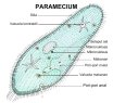 Anatomi Tubuh Hewan 01-paramecium