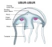 Anatomi Tubuh Hewan 02-ubur-ubur
