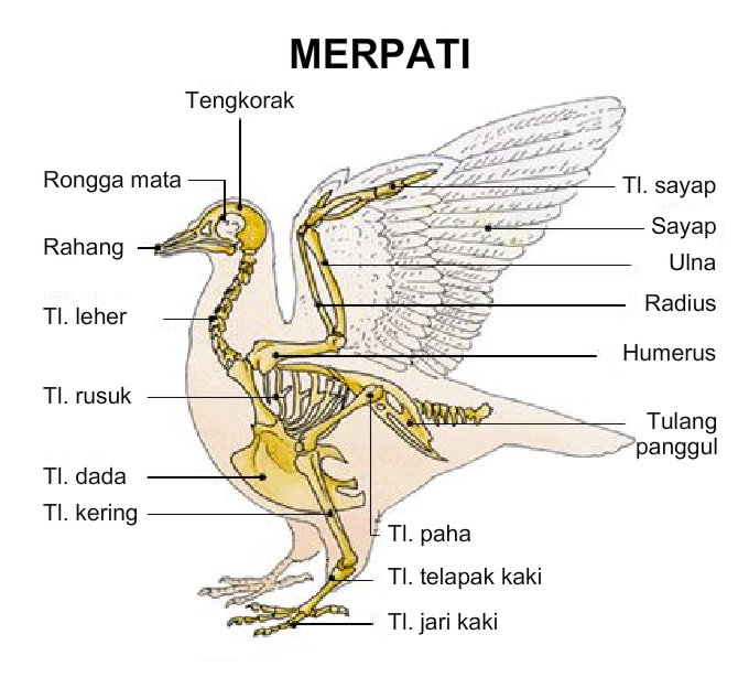 Burung Merpati Unta