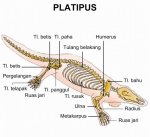 17-platipus