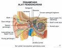Anatomi Tubuh Manusia Alat-pendengaran