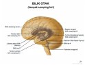 Anatomi Tubuh Manusia Bilik-otak