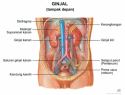 Anatomi Tubuh Manusia Ginjal