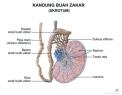 Anatomi Tubuh Manusia Skrotum