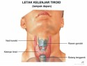 Anatomi Tubuh Manusia Tiroid